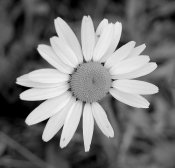 imperfect-flower.jpg imperfect-flower.jpg